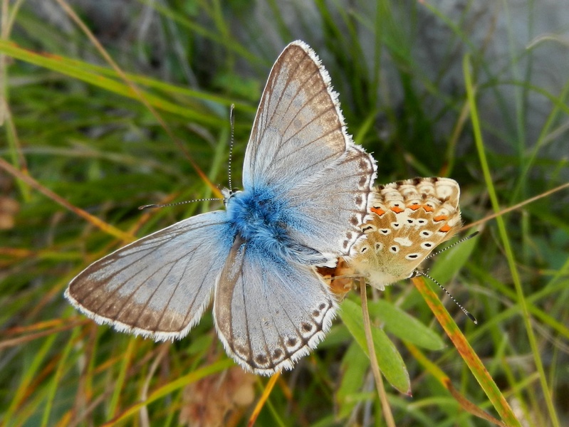 Polyommatus da id